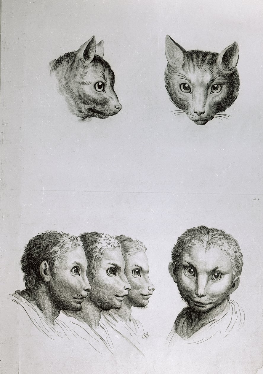 Similarities Between the Head of a Cat and a Man, from 