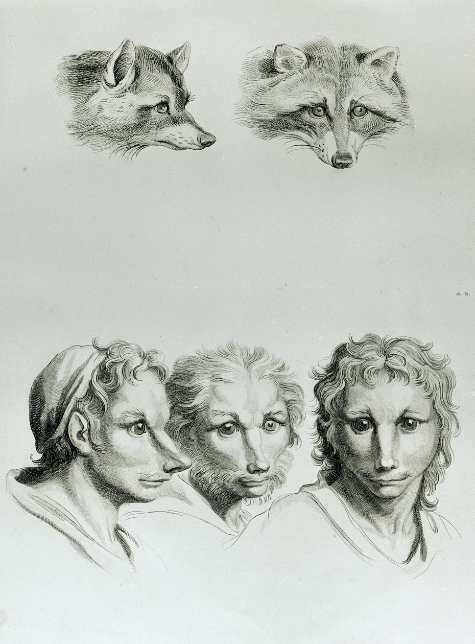 Similarities Between the Head of a Fox and a Man, from 