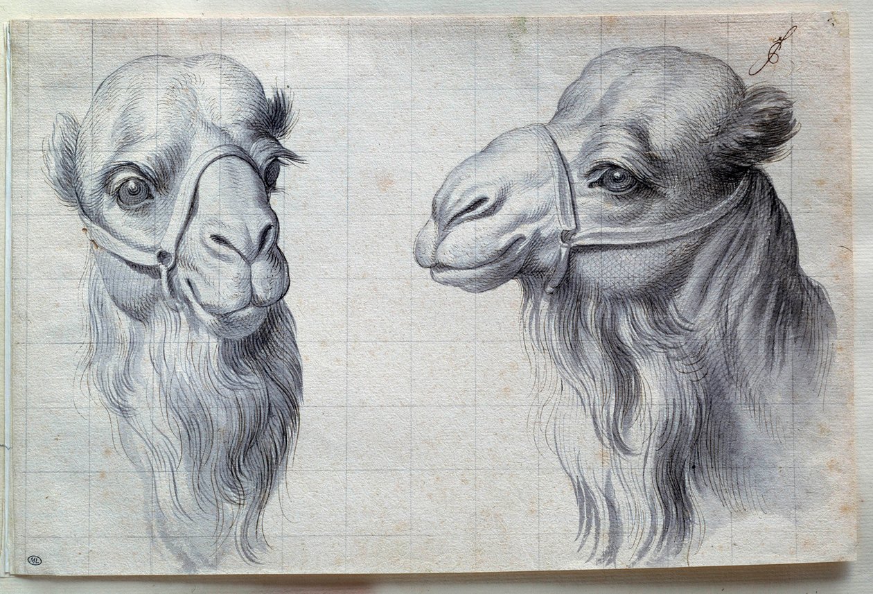 Studies of Two Camel Heads. 17th Century. Paris, Louvre Museum by Charles Le Brun