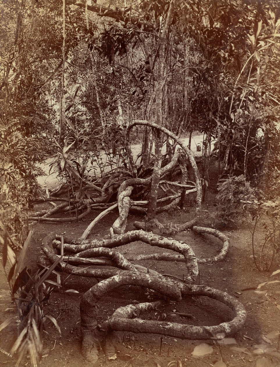 A Creeper at Bradenya by Charles T. Scowen