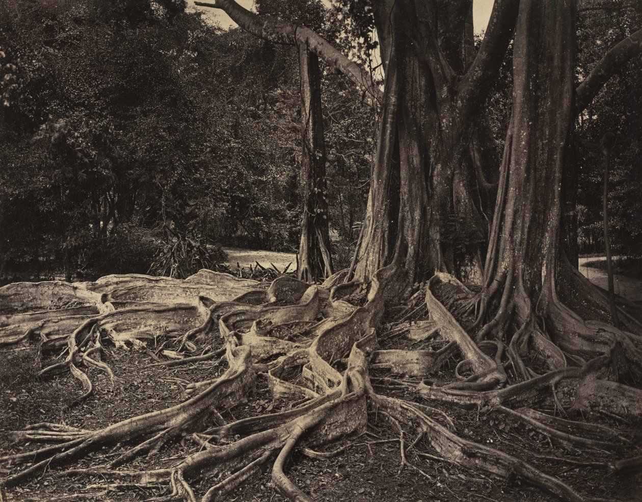 Rubber Tree, Assam, India by Charles T. Scowen