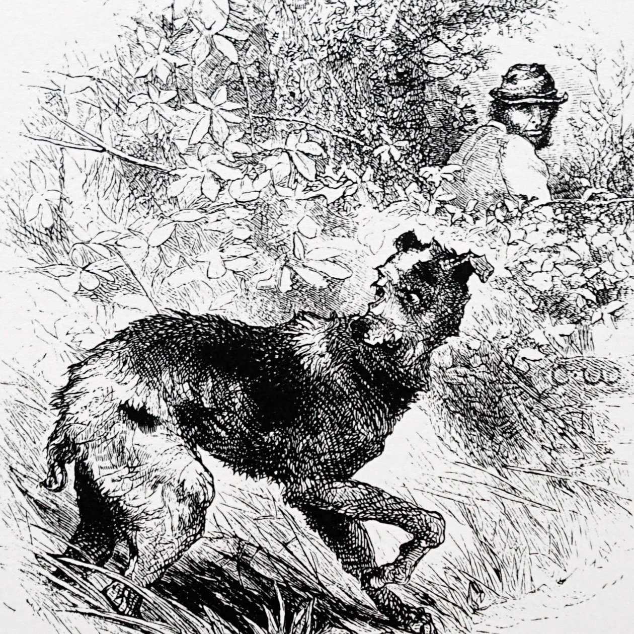 A poacher with his lurcher by Charles Whymper