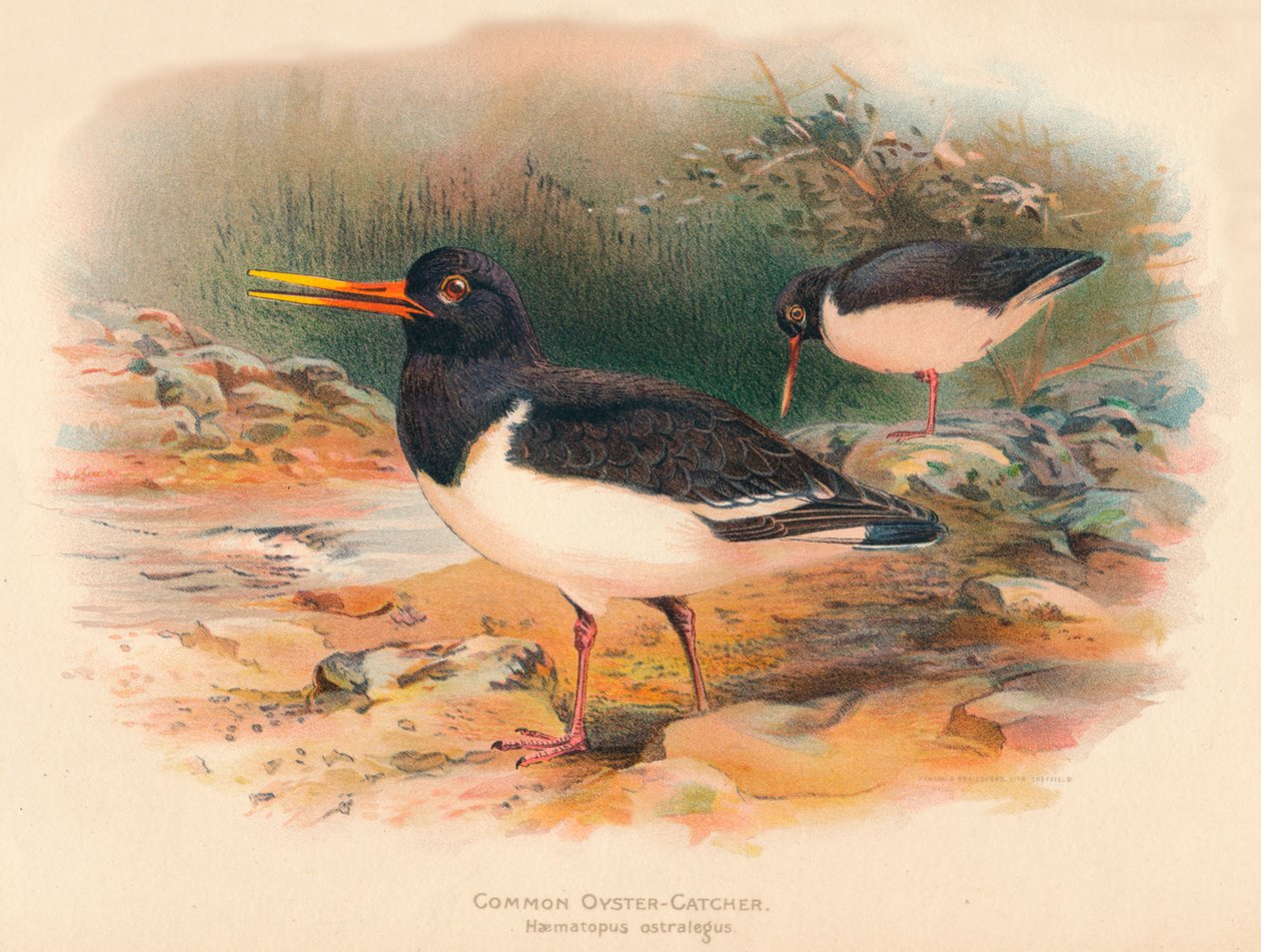 Common Oyster-Catcher Haematopus ostralegus, 1900, 1900 by Charles Whymper