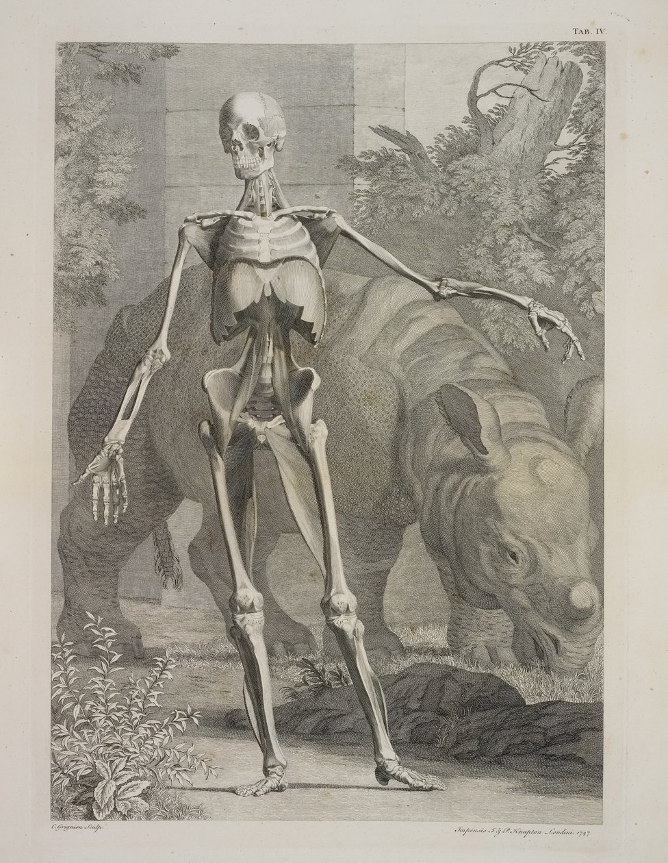 Skeleton and Rhinoceros, Tables of the Skeleton and Muscles of the Human Body, by Bernhard Siegfried Albinus by Charles the Elder Grignion