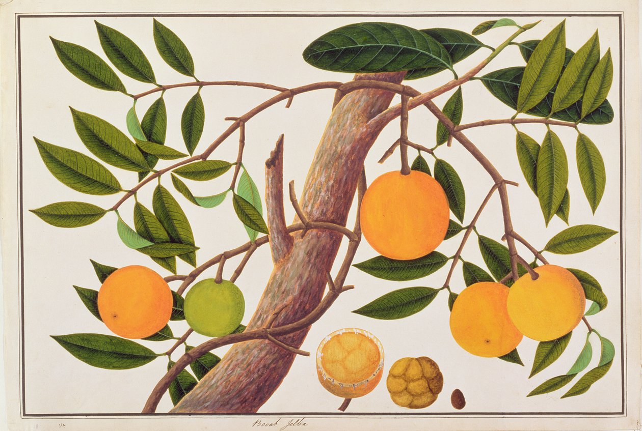Booah Jebba, from Drawings of Plants from Malacca, c.1805-18 by Chinese School