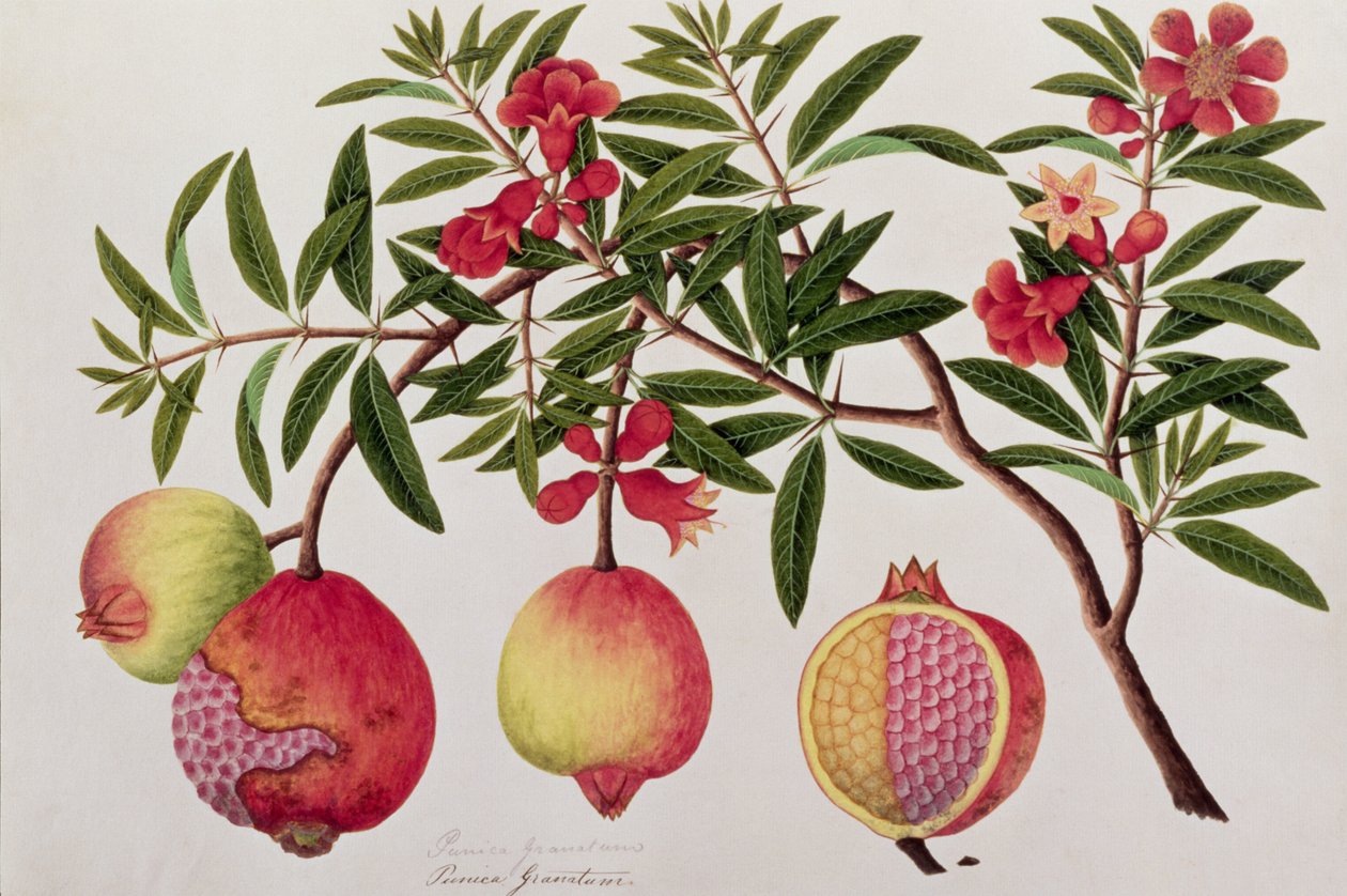 Bua Klitchie or Caesalpinia bonduccella, from Drawings of Plants from Malacca, c.1805-18 by Chinese School