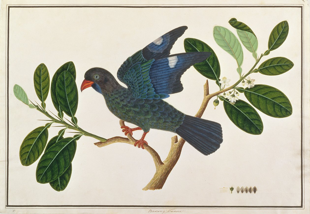 Dollarbird, from Drawings of Birds from Malacca, c.1805-18 by Chinese School