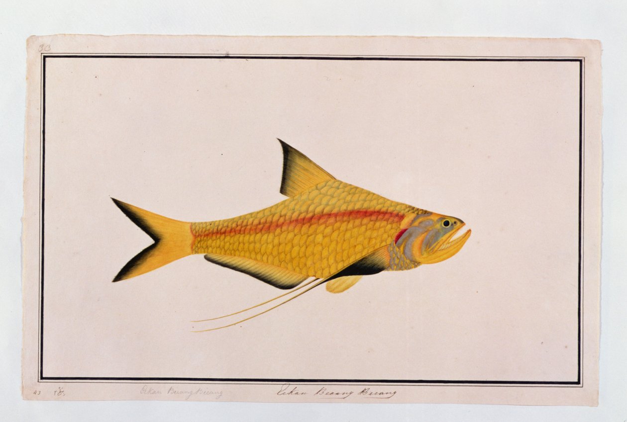 Eekan Bieung Bieung, from Drawings of Fishes from Malacca, c.1805-18 by Chinese School