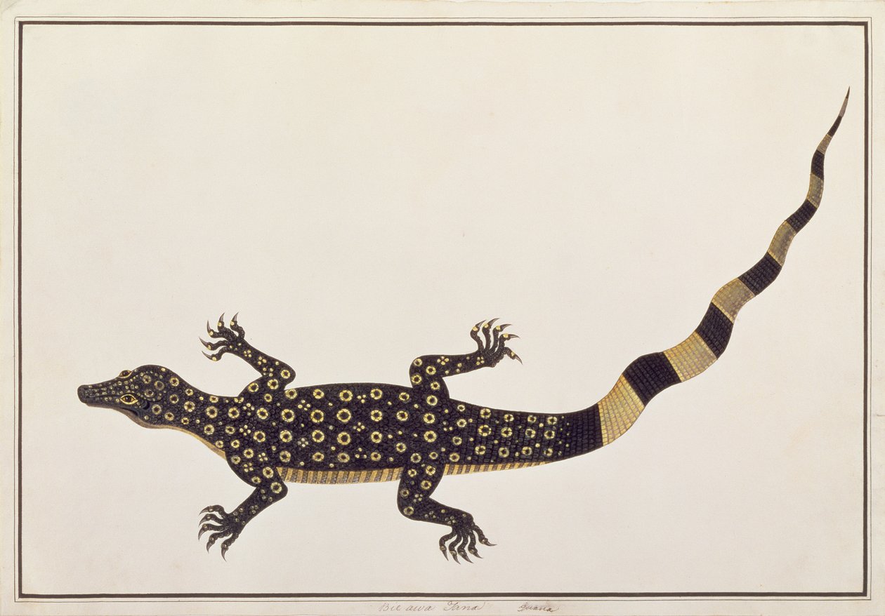 Guana, Bie awa Tana, from Drawings of Animals, Insects and Reptiles from Malacca by Chinese School