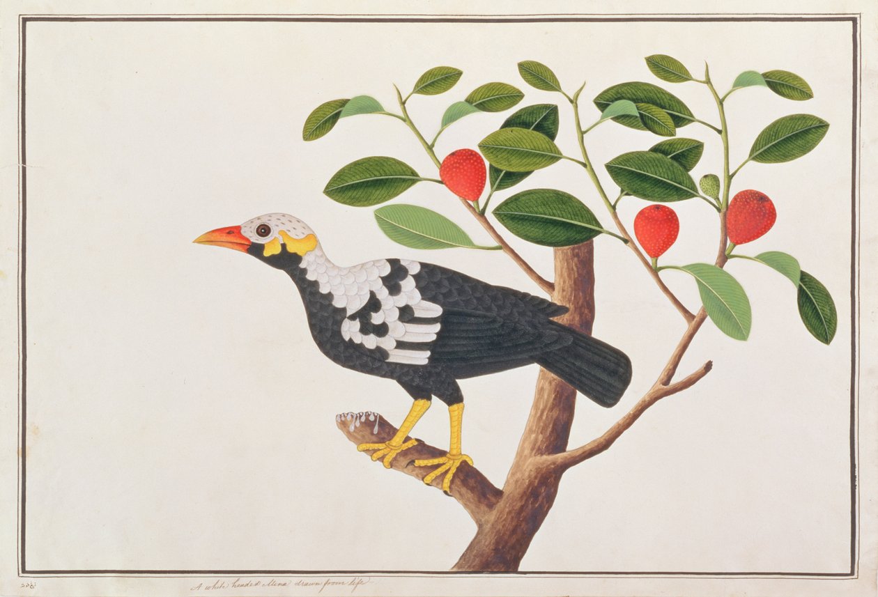 Hill Myna, from Drawings of Birds from Malacca, c.1805-18 by Chinese School