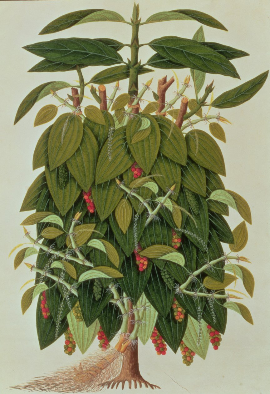 Lava Etam or Black Pepper, from Drawings of Plants from Malacca, c.1805-18 by Chinese School