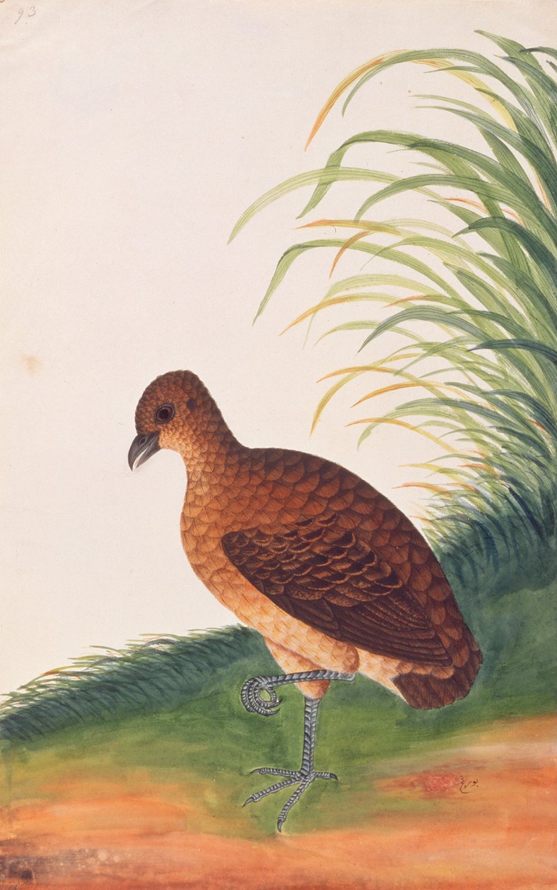 Long-billed Partridge, from Drawings of Birds from Malacca by Chinese School