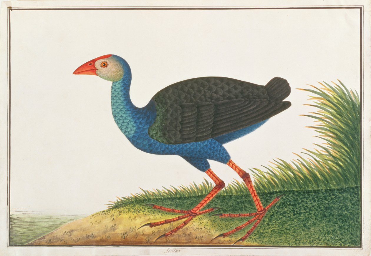 Purple Swamphen, from Drawings of Birds from Malacca by Chinese School