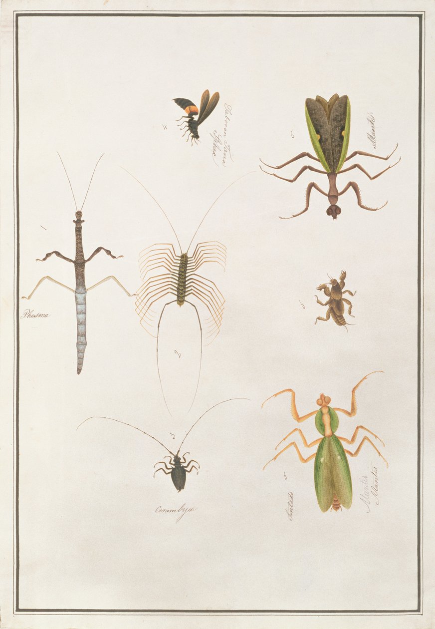 Six Arthropods, from Drawings of Animals, Insects and Reptiles from Malacca by Chinese School