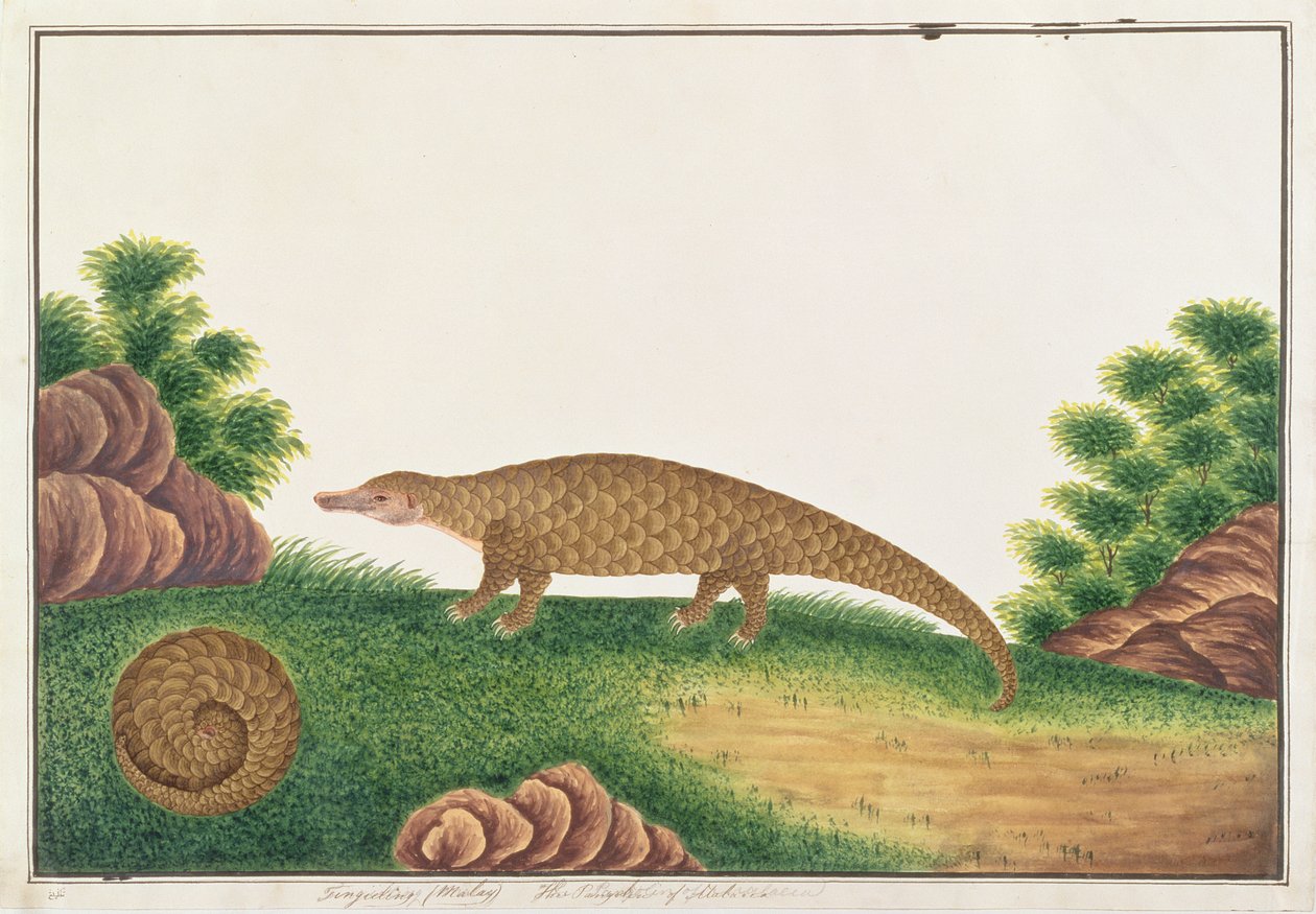 Sunda Pangolin, from Drawings of Animals, Insects and Reptiles from Malacca by Chinese School