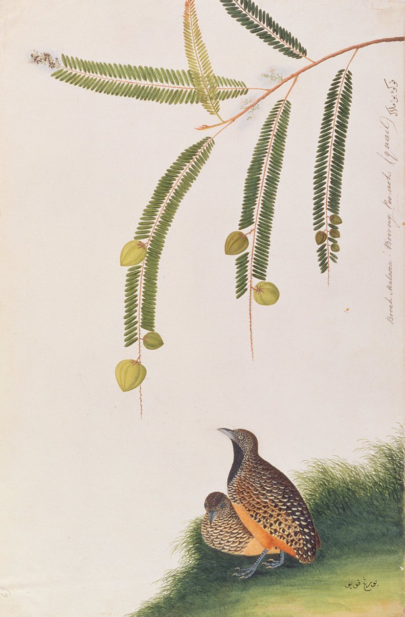 Barred Buttonquail, from Drawings of Birds from Malacca, c.1805-18 by Chinese School