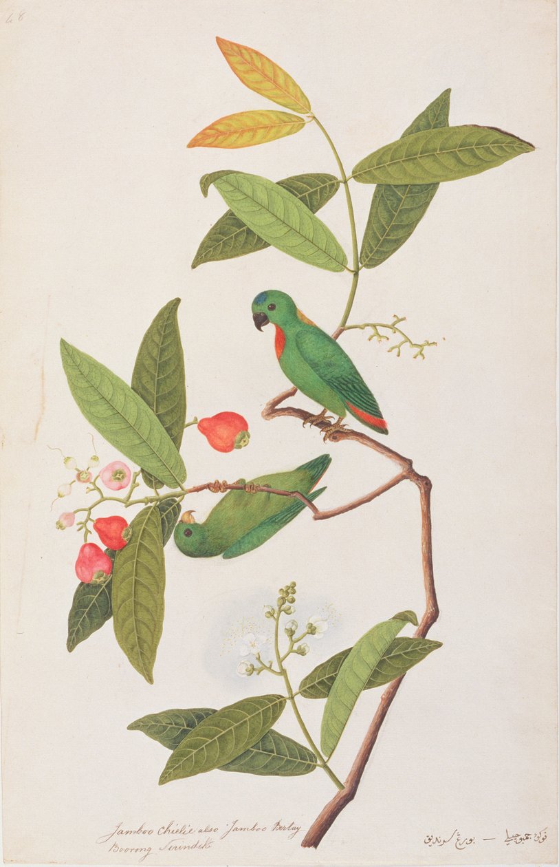 Blue-crowned Hanging Parrot, from Drawings of Birds from Malacca, c.1805-18 by Chinese School