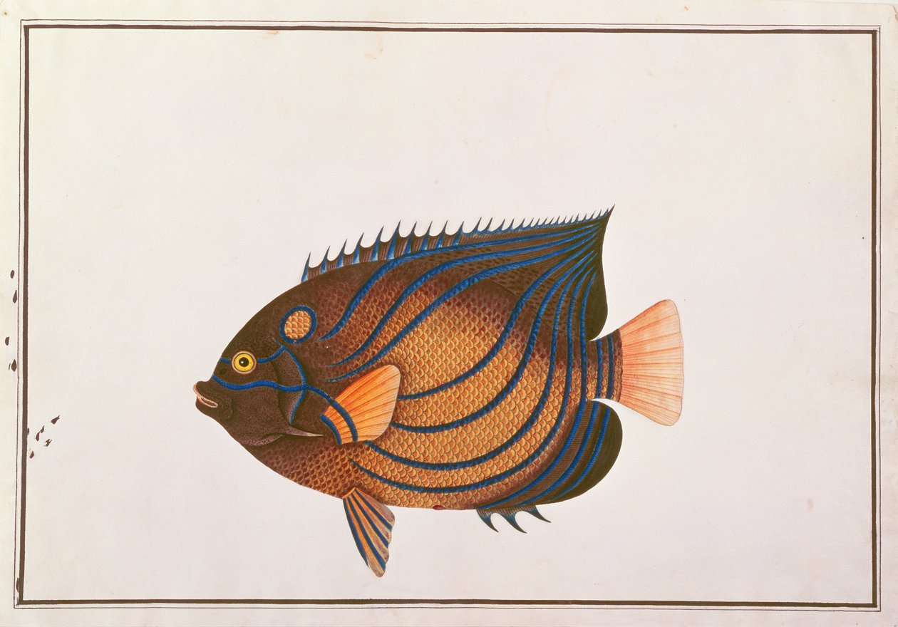 Blue-ringed Angelfish, from Drawings of Fishes from Malacca, c.1805-18 by Chinese School