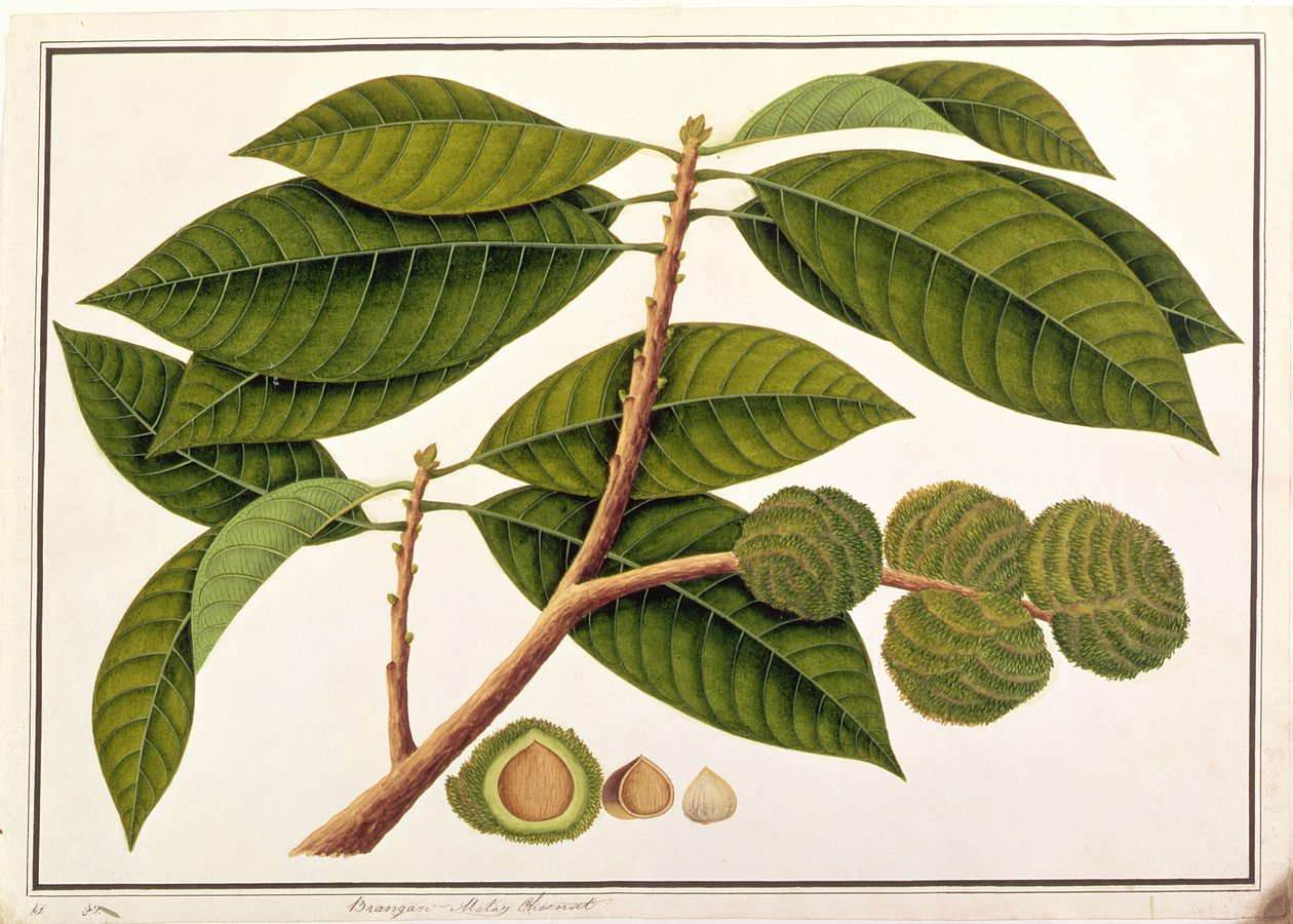 Brangam or Malay Chestnut, from Drawings of Plants from Malacca, c.1805-18 by Chinese School