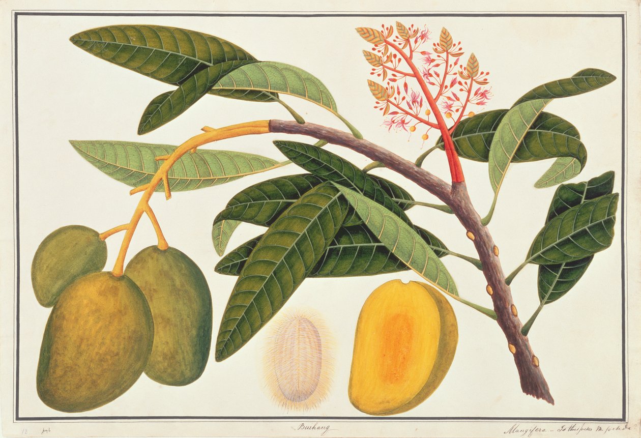 Buihang Mangifera, from Drawings of Plants from Malacca, c.1805-18 by Chinese School