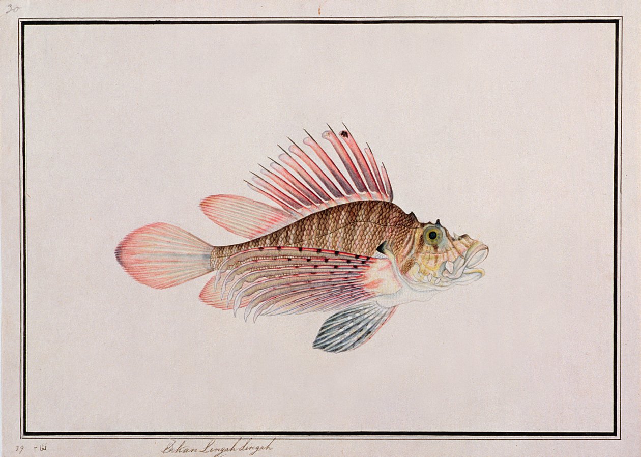 Eekan Linqah Singah, from Drawings of Fishes from Malacca, c.1805-18 by Chinese School