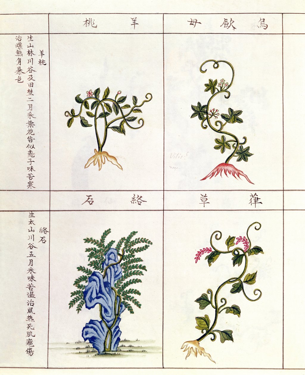 Four Plants from a Pen Tsao, a Collection of Medicinal Plants, 18th-19th Century by Chinese School