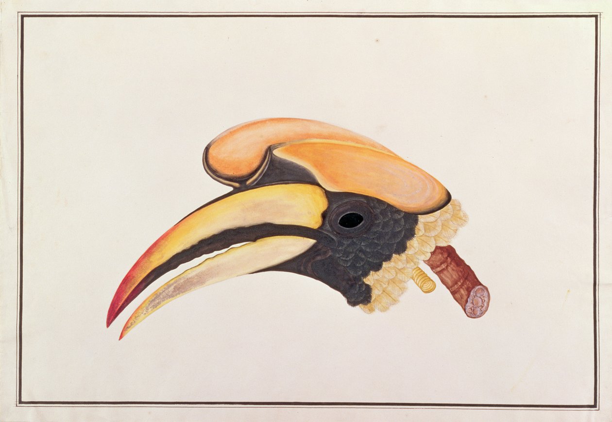 Great Hornbill, from Drawings of Birds from Malacca, c.1805-18 by Chinese School