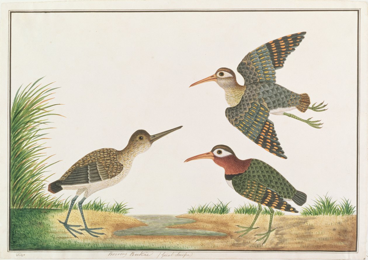 Greater Painted-snipe, from Drawings of Birds from Malacca by Chinese School