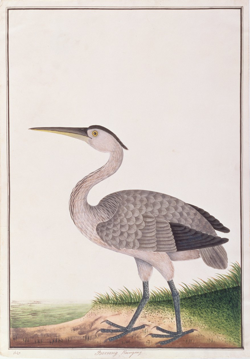 Grey Heron, from Drawings of Birds from Malacca, c.1805-18 by Chinese School