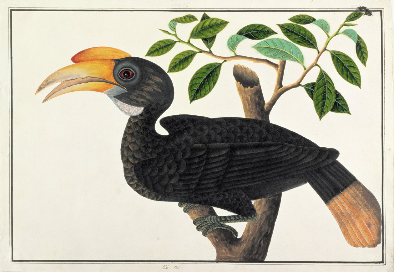 Ke ke, from Drawings of Birds from Malacca, c.1805-18 by Chinese School