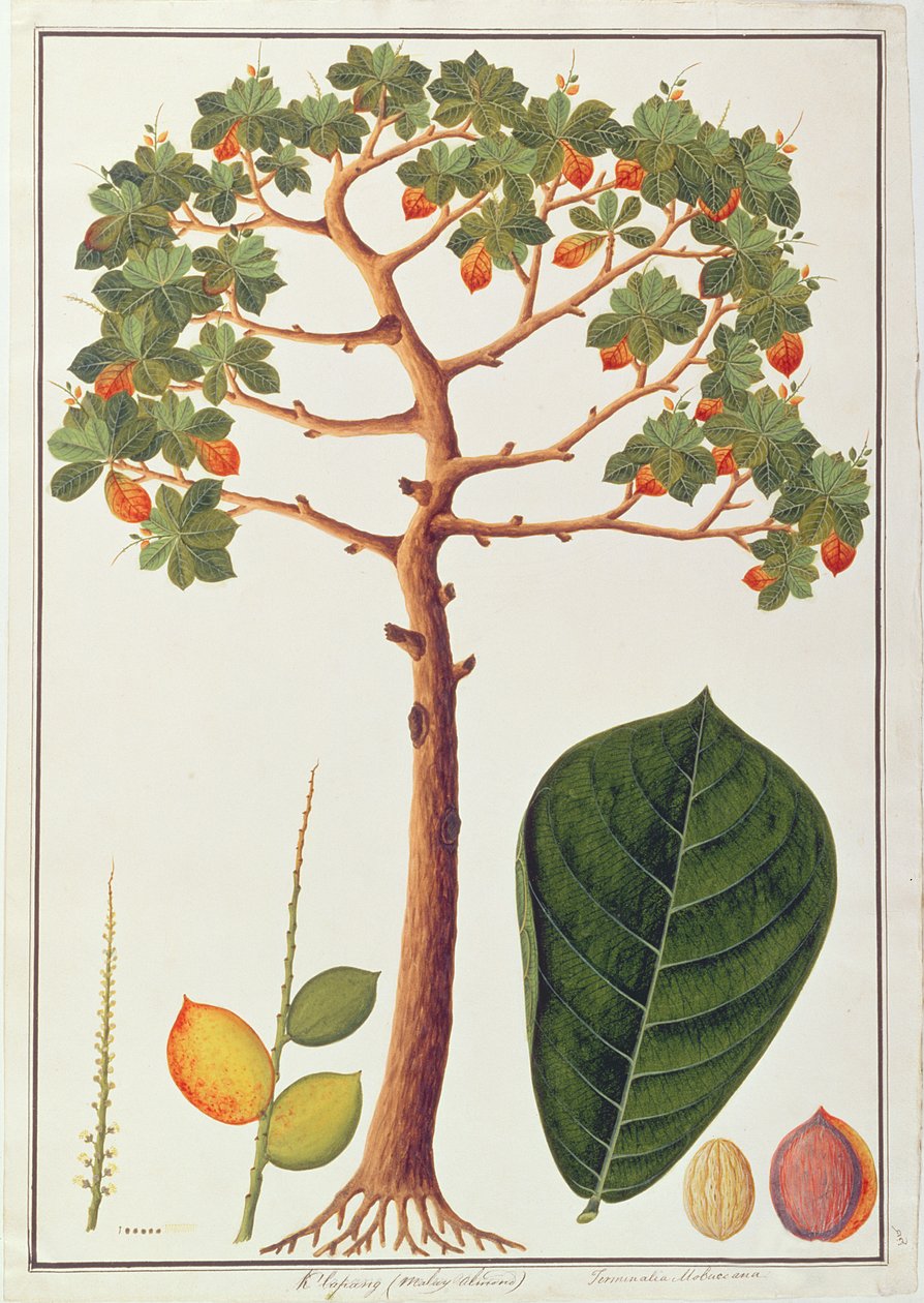 Klapang Terminalia Molucana or Malay Almond, from Drawings of Plants from Malacca, c.1805-18 by Chinese School