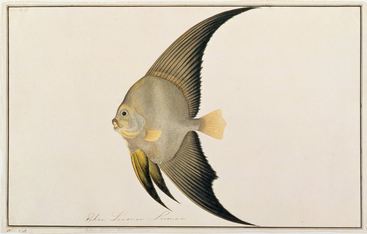 Long-finned Batfish, from Drawings of Fishes from Malacca, c.1805-18 by Chinese School