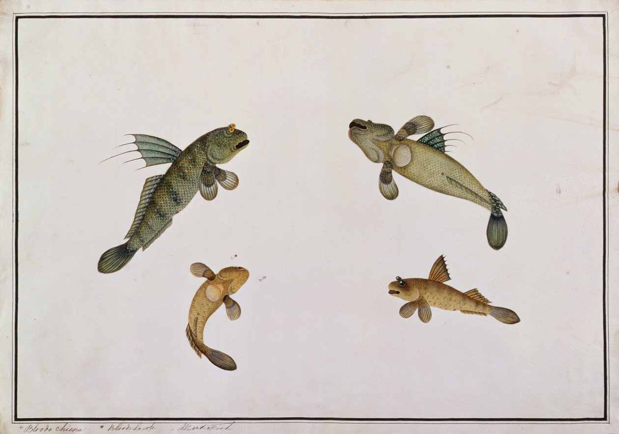 Mud Fish, Bloodo chiena, Bloodo La-ore, from Drawings of Fishes from Malacca, c.1805-18 by Chinese School