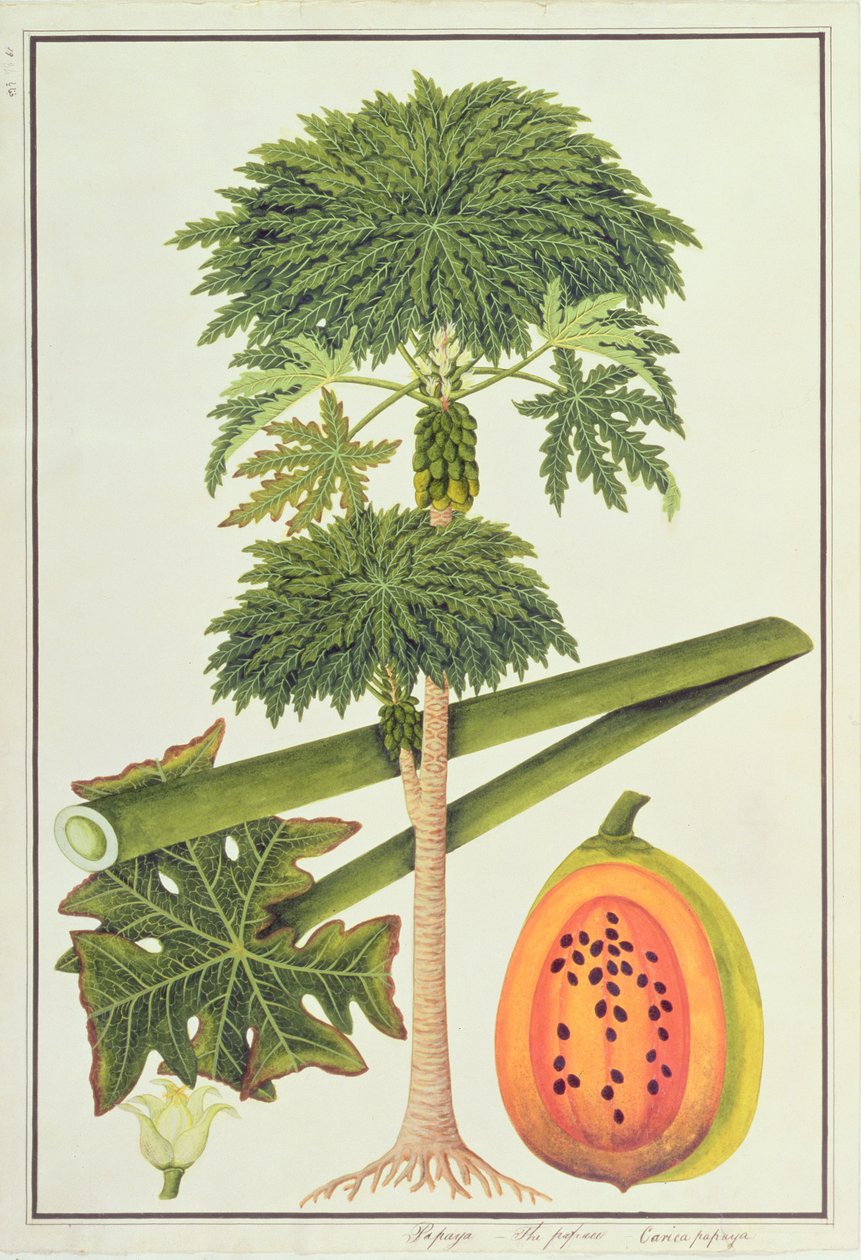 Papaya, The Papau or Caica Papaya, from Drawings of Plants from Malacca, c.1805-18 by Chinese School
