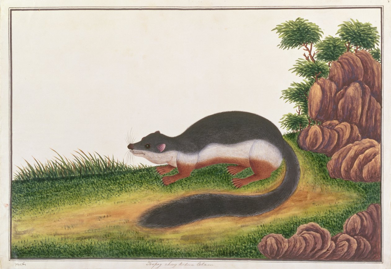 Prevosts Squirrel, from Drawings of Animals, Insects and Reptiles from Malacca by Chinese School