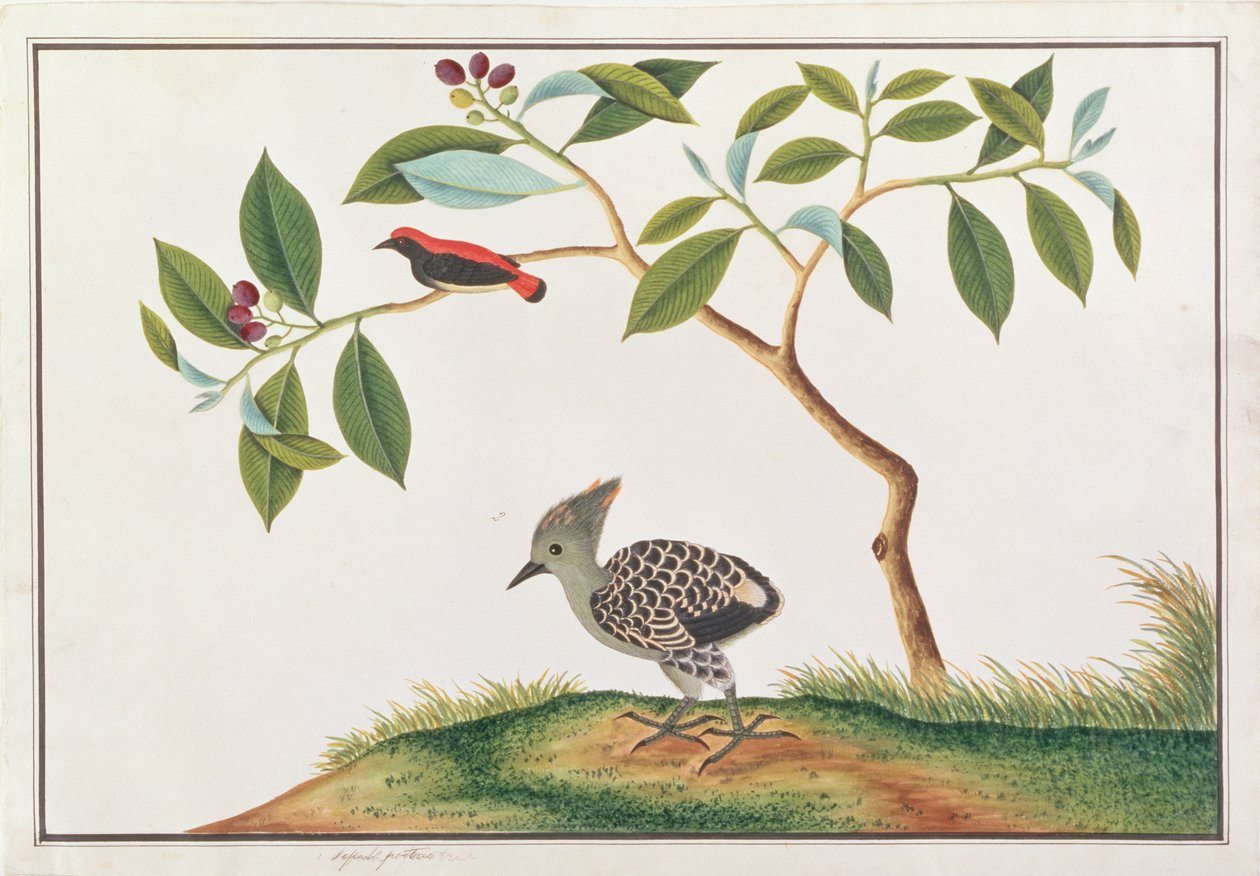 Scarlet-backed Flowerpecker with Grey-and-buff Woodpecker, from Drawings of Birds from Malacca, c.1805-18 by Chinese School