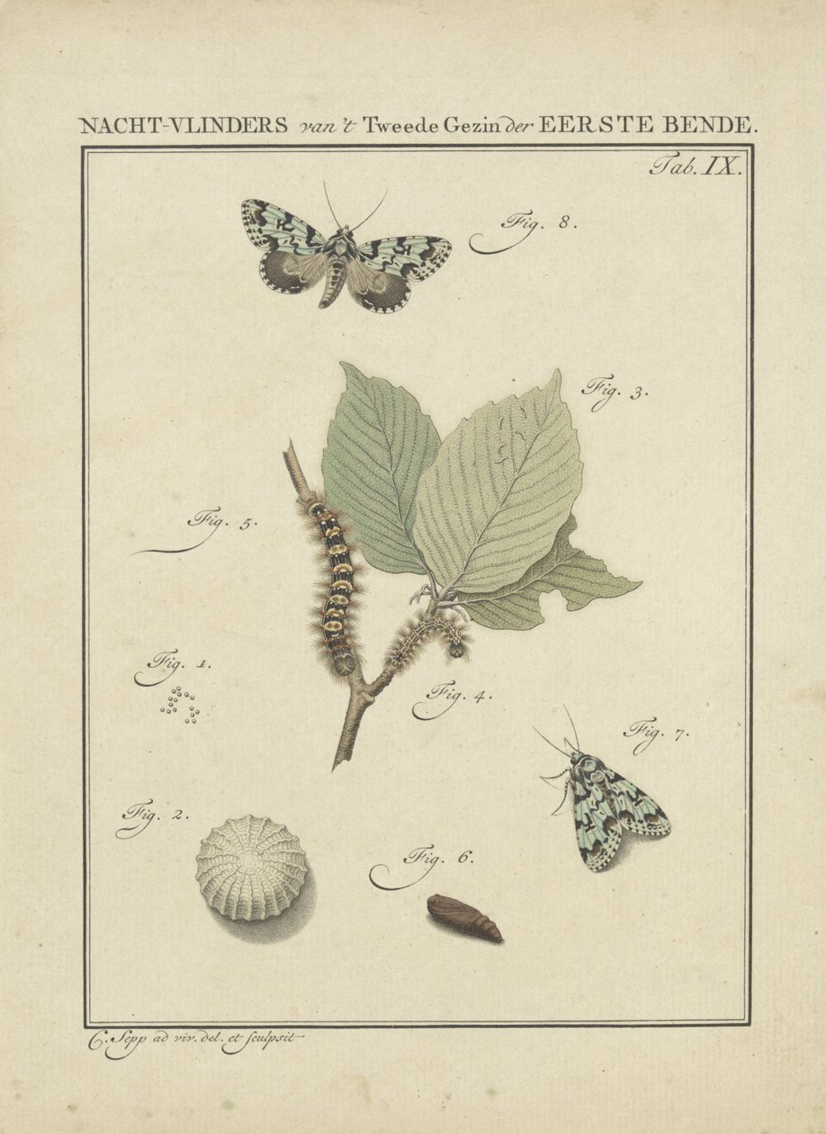 Moths by Christiaan Sepp