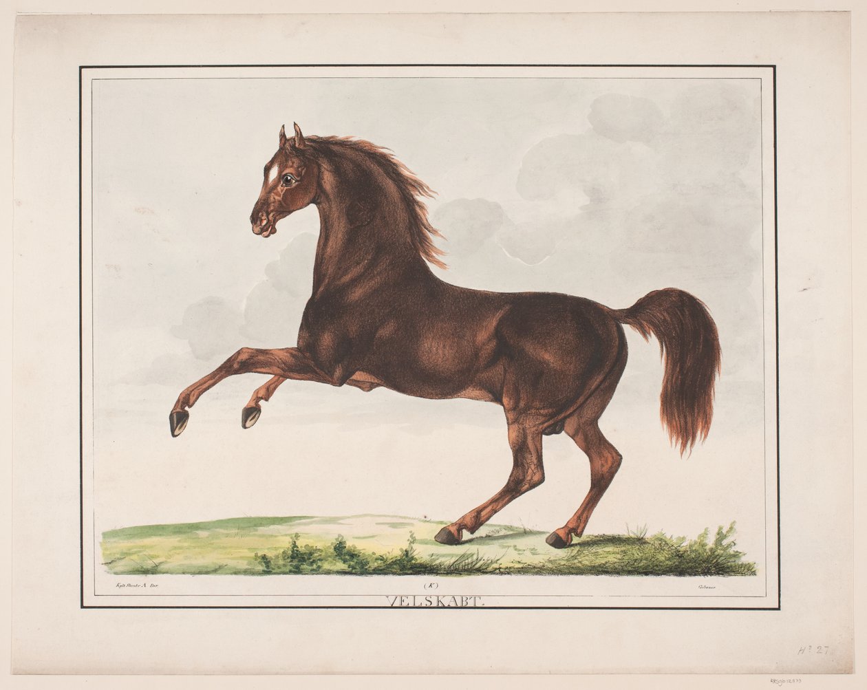 The Well-Formed Horse by Christian David Gebauer