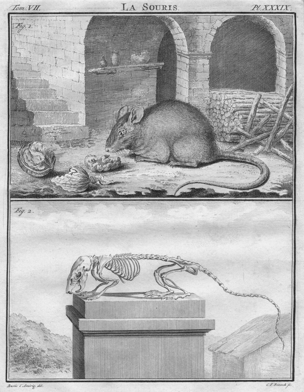 The Mouse by Christian Friedrich Fritzsch