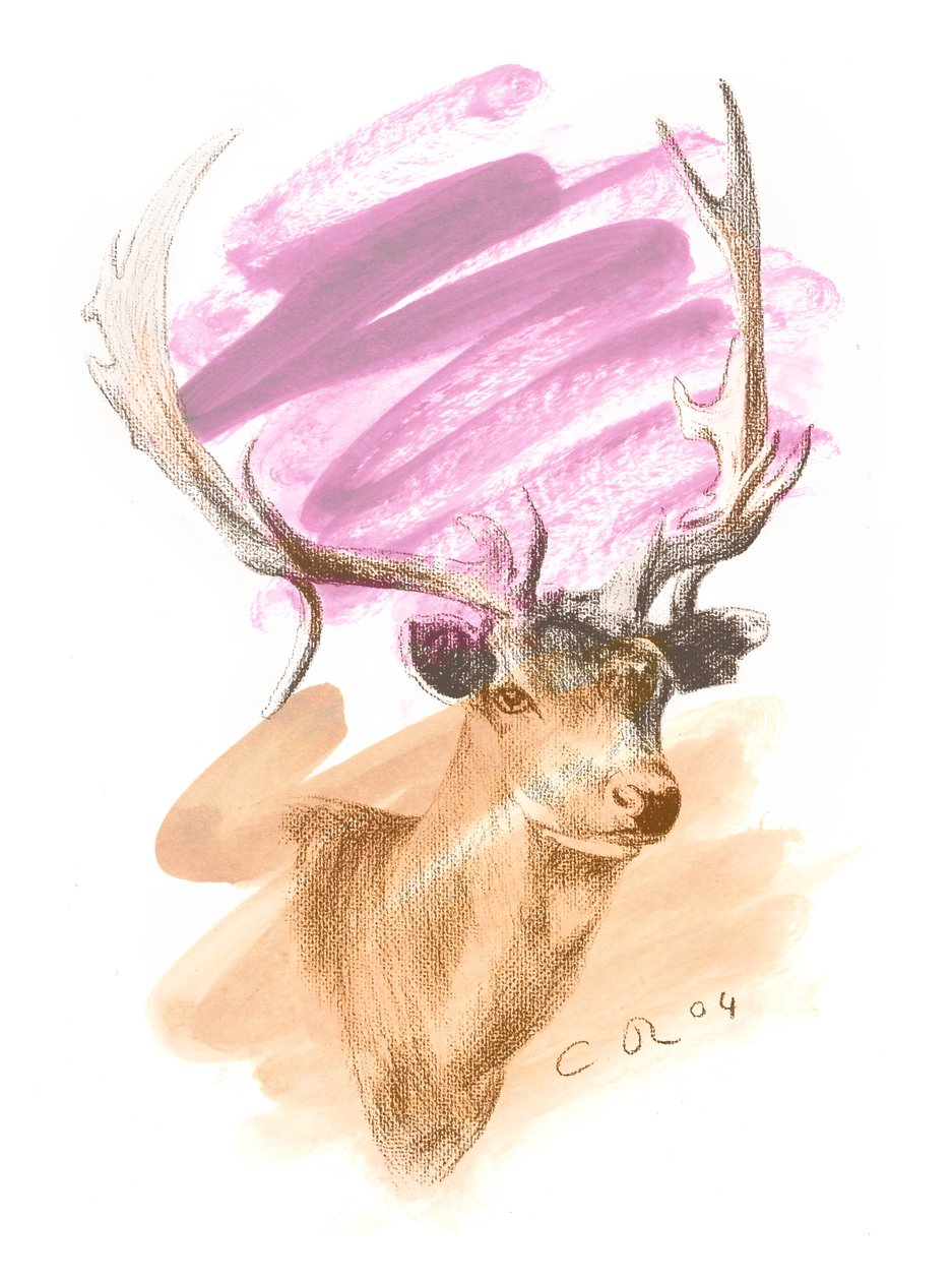 Stags Head - Cerise Sienna by Christian Furr