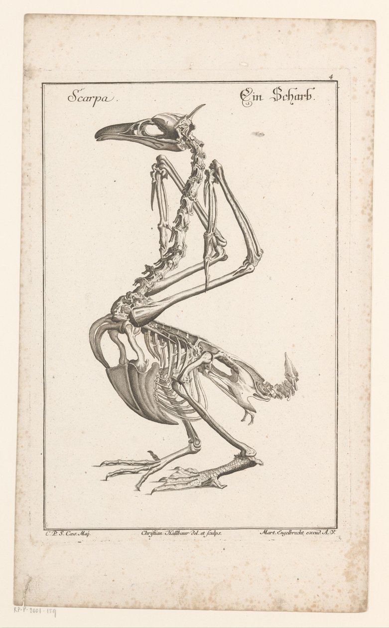 Skeleton of a Cormorant Scarpa / Ein Scharb (title on object) Different Sceleta or Bone Bodies (series title) by Christian Hallbaur