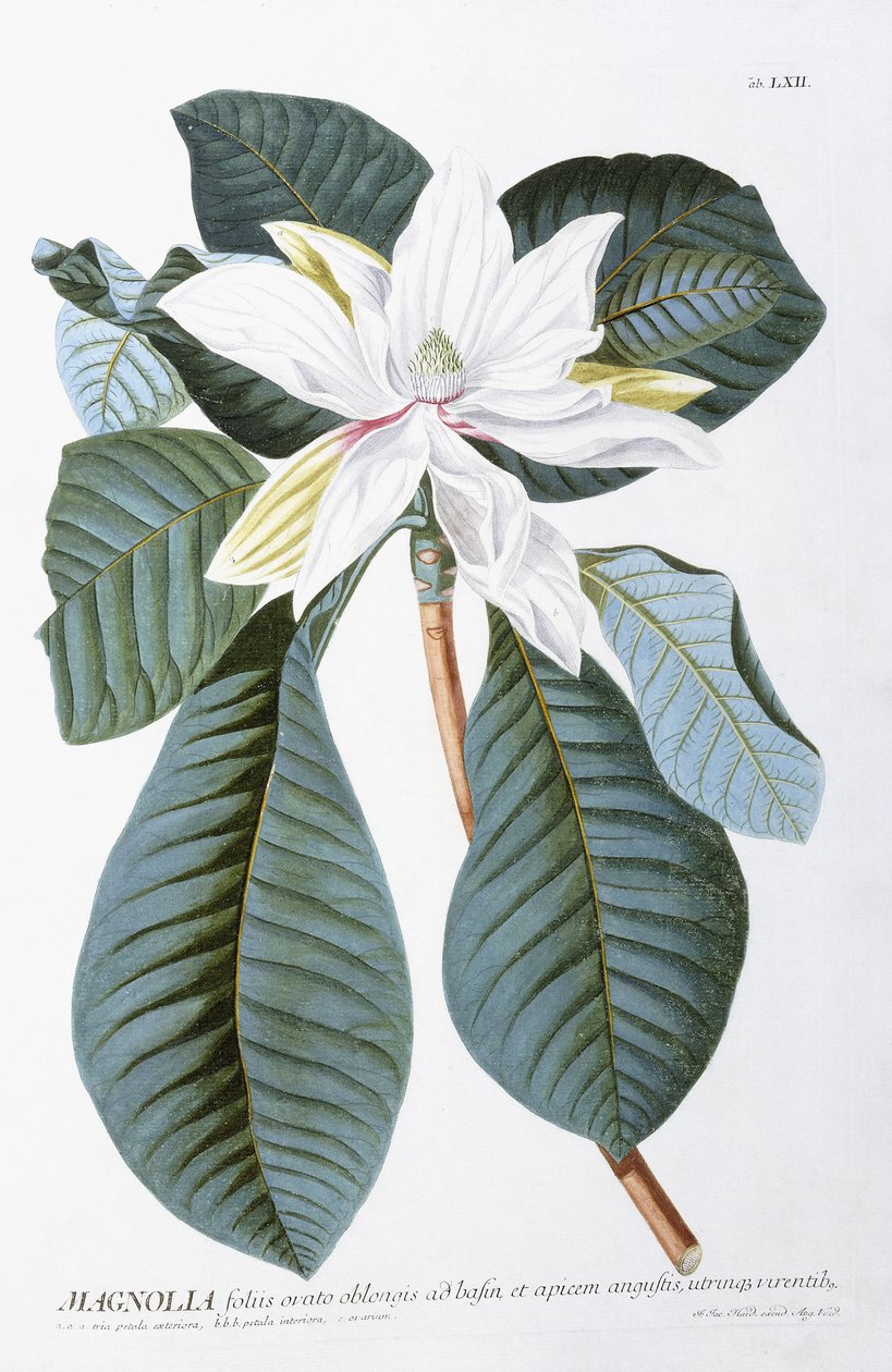Magnolia by Christoph Jacob Trew