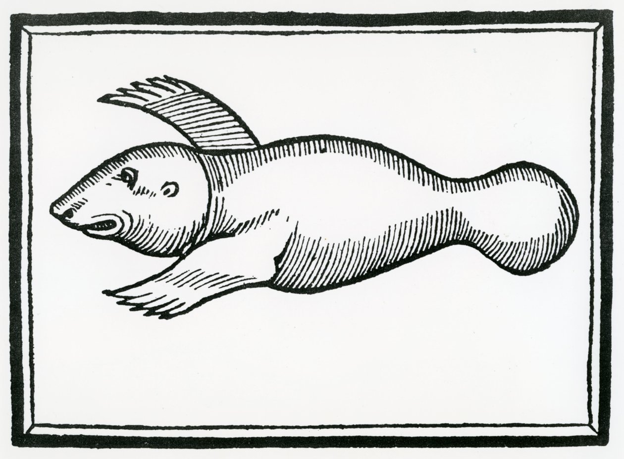 A Fish called 