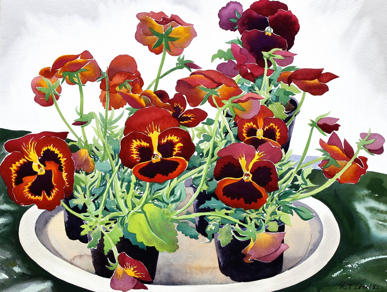 Pansies by Christopher Ryland