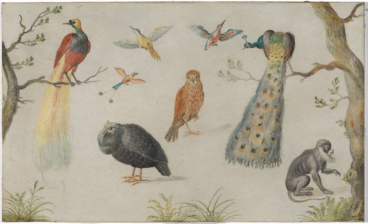 Study of Birds and Monkey by Circle of Jan van Kessel the Elder