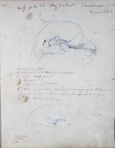 Nervous system in the head of a cat, May 1842 by Claude Bernard