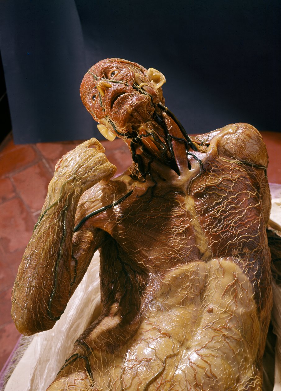 Model of a Skinless Man by Clemente Susini