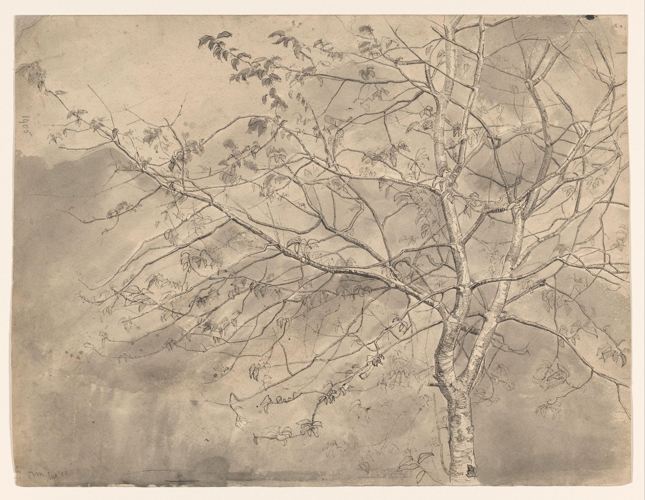 Study of an Elm by Coba Steenhoff