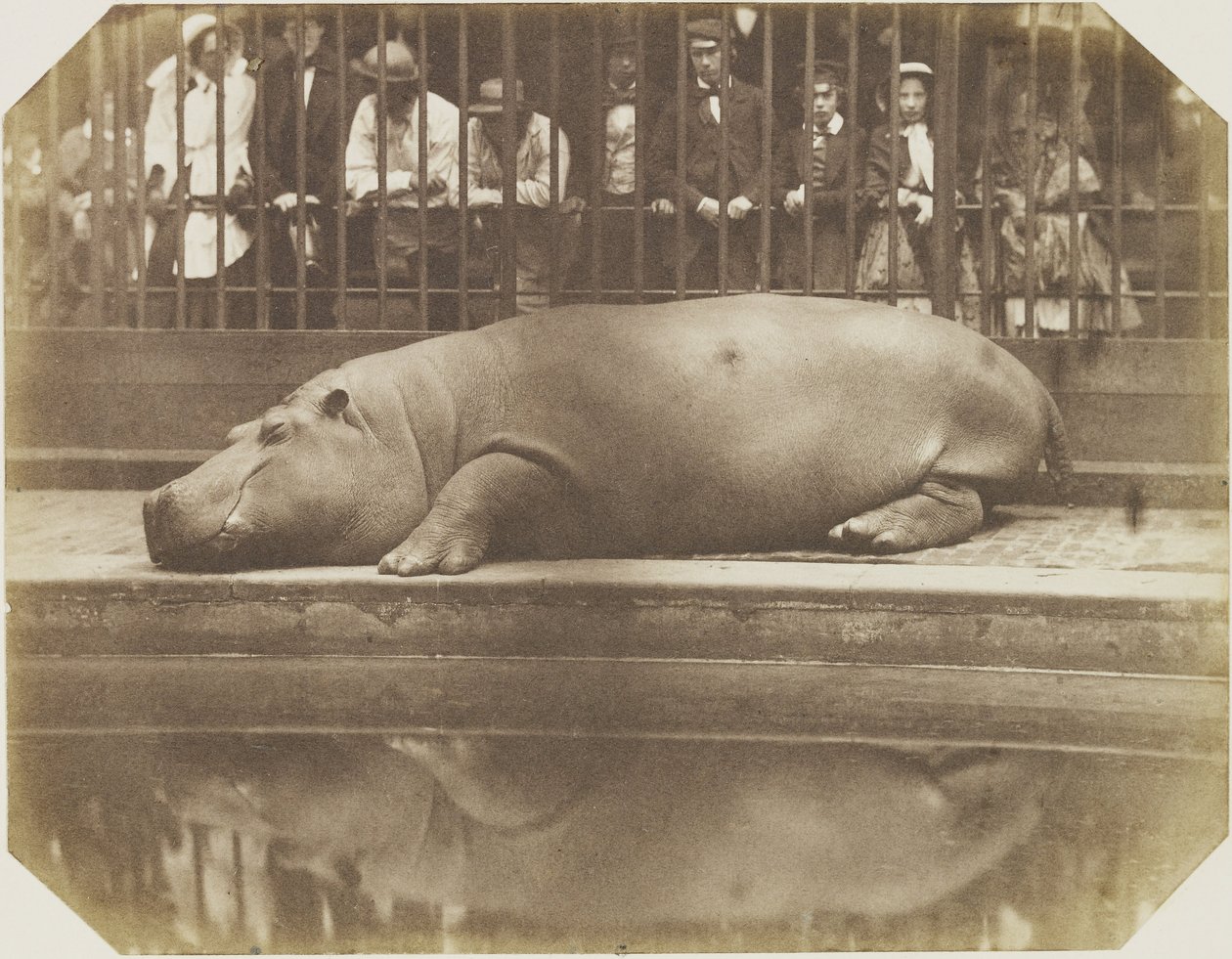 Obaysch, the Hippopotamus, London Zoo by Comte de Montizón Don Juan