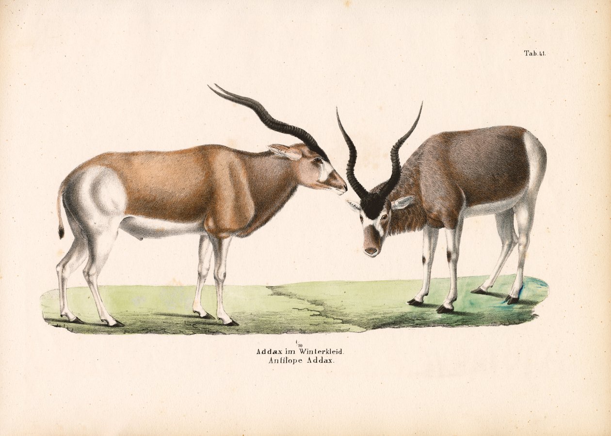 Addax Antelope in Winter Coat by Conrad Kull